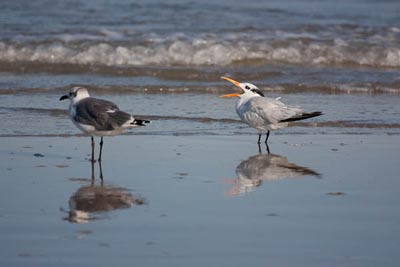 seagulls