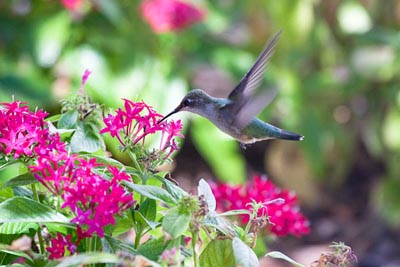 hummingbird